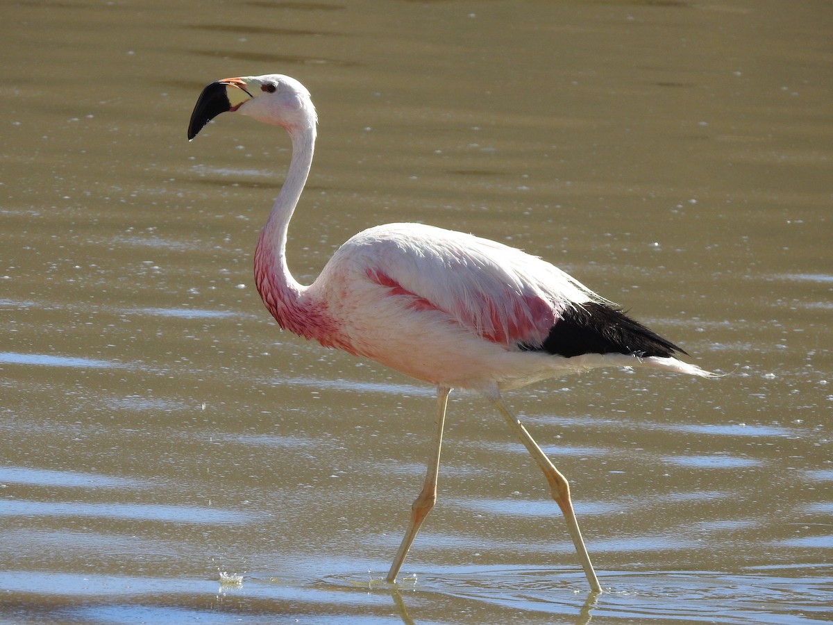 andesflamingo - ML616630498