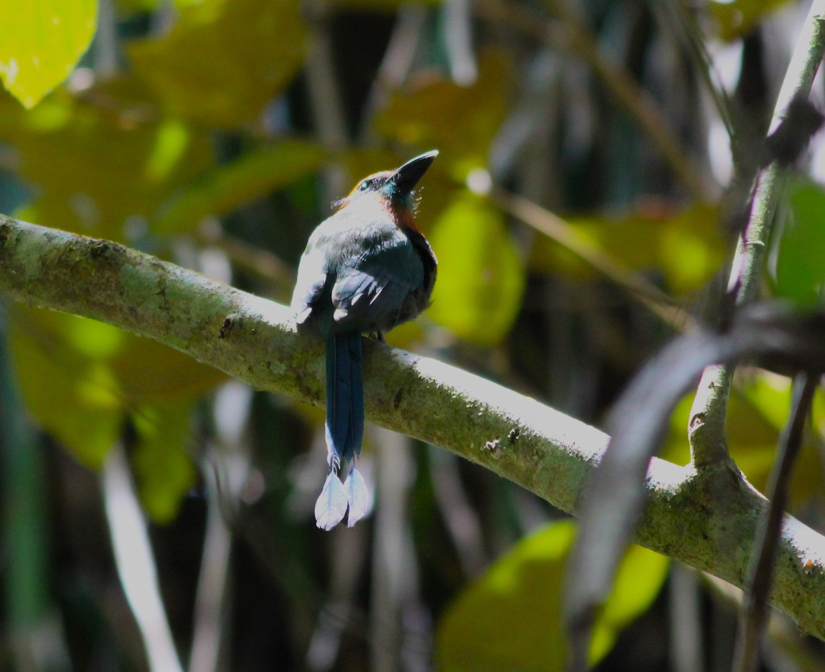 Broad-billed Motmot - ML616630515