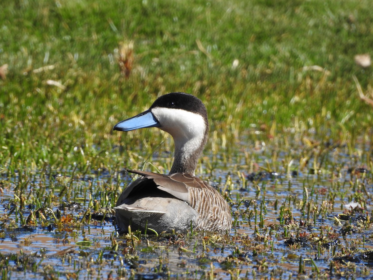 Puna Teal - ML616630521