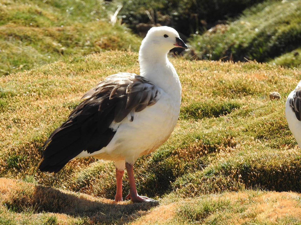 Andean Goose - ML616630524