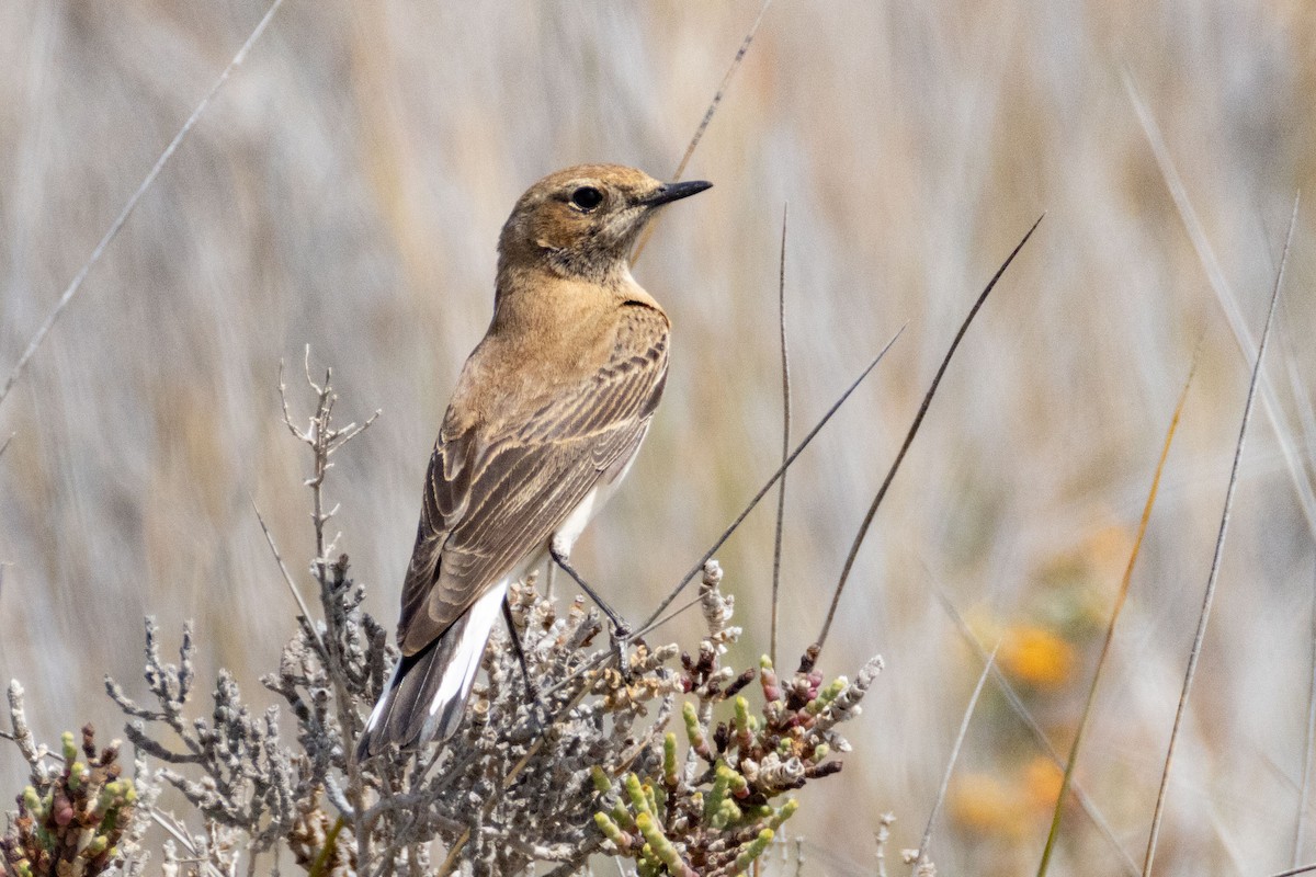 Eastern Black-eared Wheatear - ML616630527