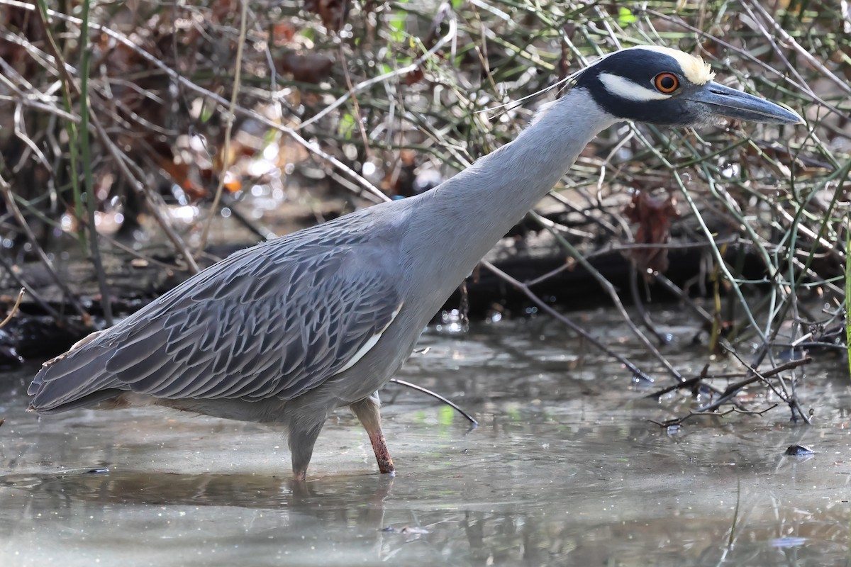 Yellow-crowned Night Heron - ML616630537