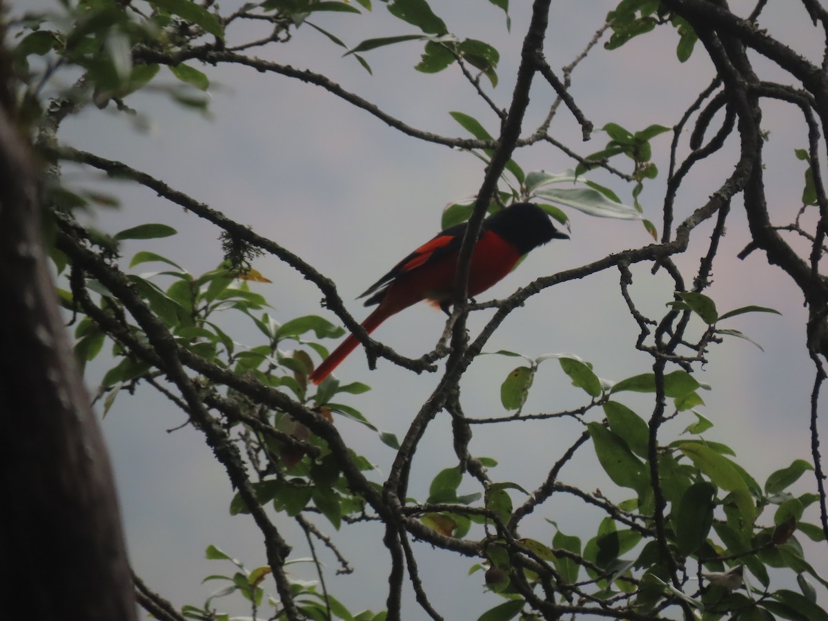 Scarlet Minivet - Aditya Satish