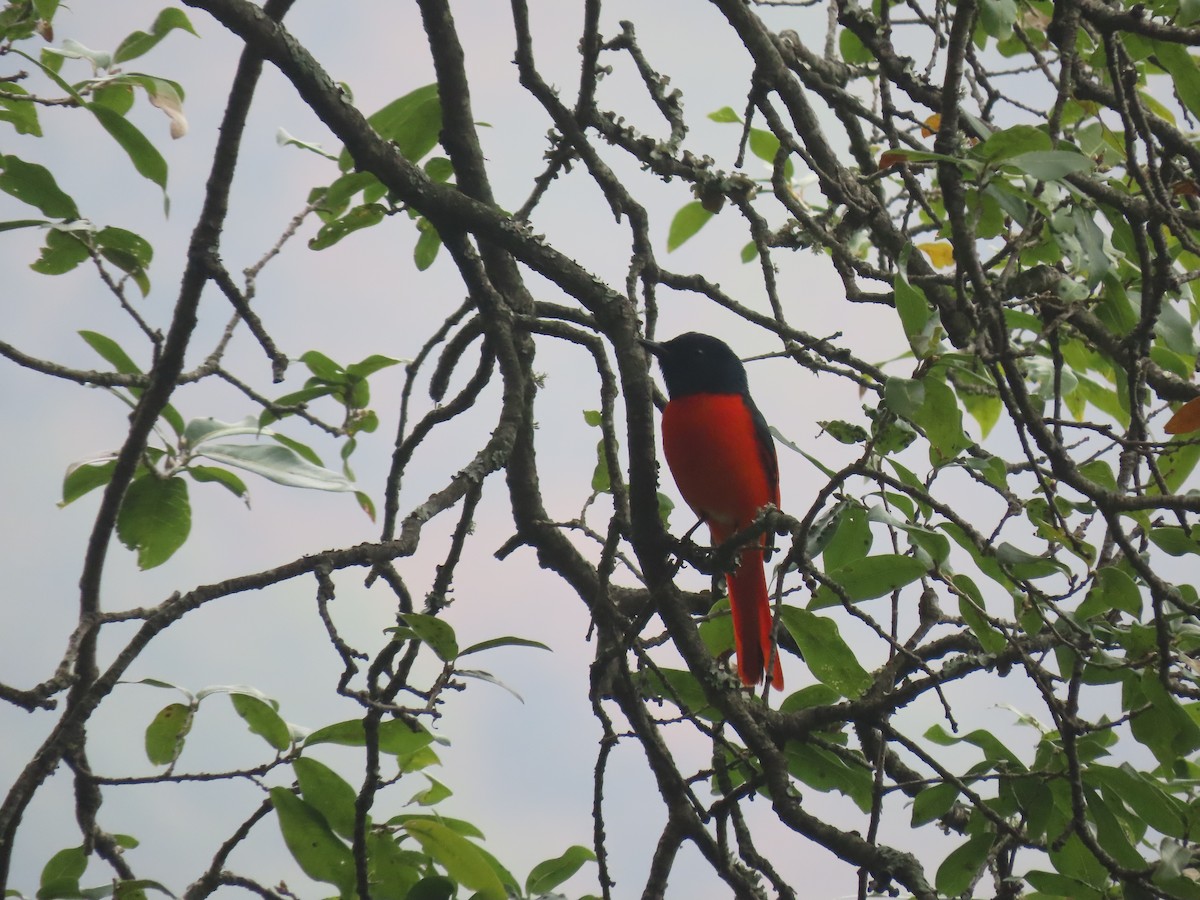 Scarlet Minivet - Aditya Satish