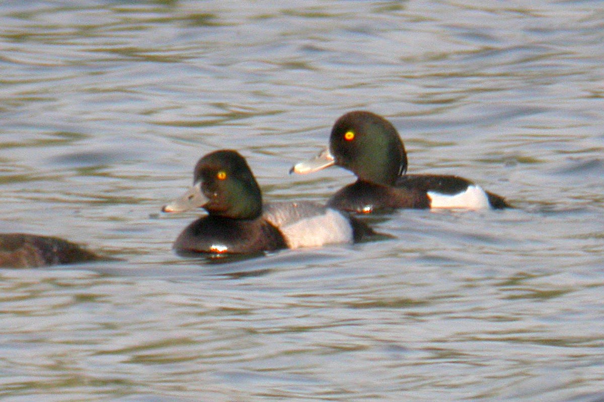 Lesser Scaup - ML616630544