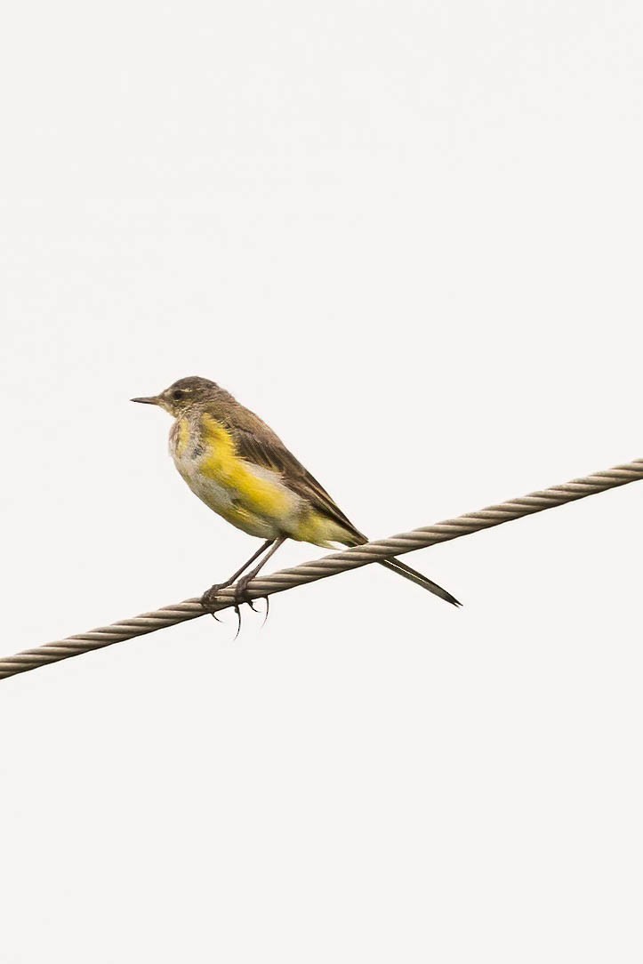 Western Yellow Wagtail - Neeraja V