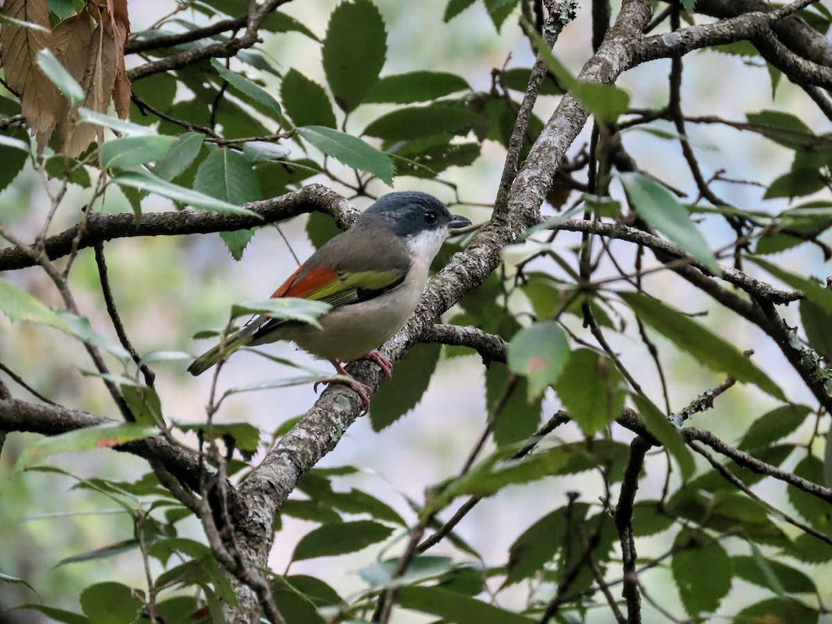 White-browed Shrike-Babbler - Aditya Satish