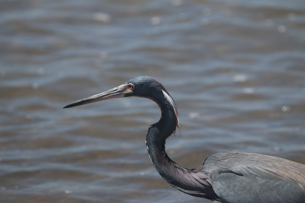 Tricolored Heron - ML616630605