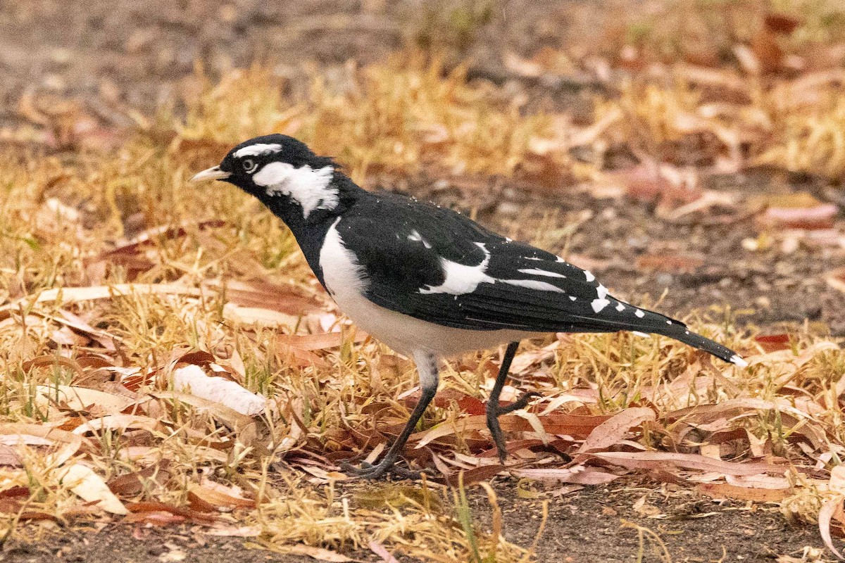 Magpie-lark - ML616630611