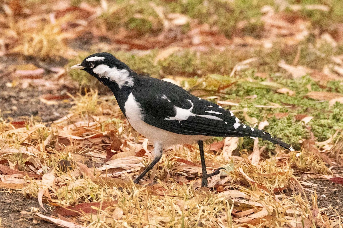 Magpie-lark - ML616630612