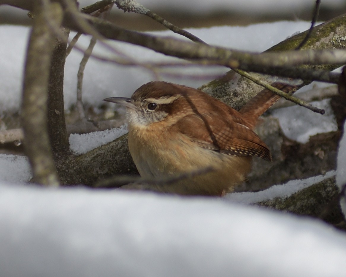 Carolina Wren - ML616630656