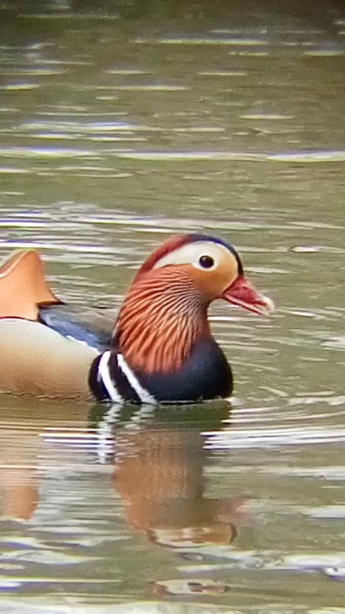 Mandarin Duck - ML616630710