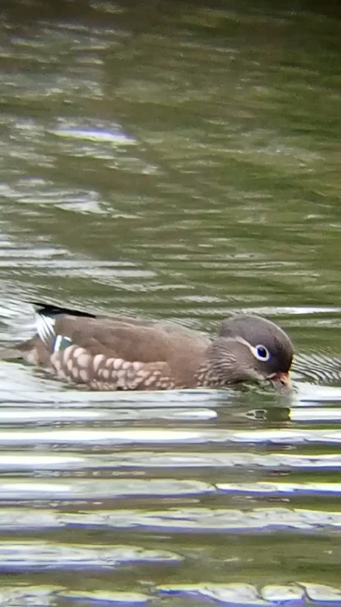 Mandarin Duck - ML616630717