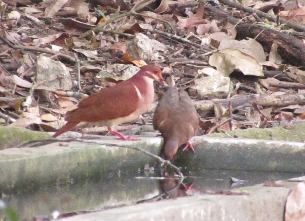 holub hnědočervený - ML616630748