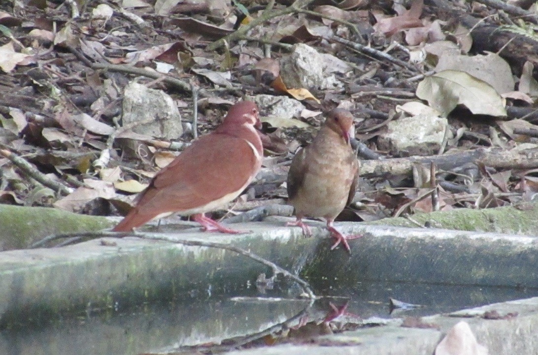 holub hnědočervený - ML616630749