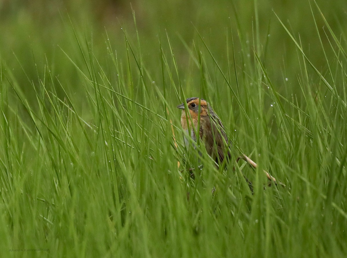 Nelson's Sparrow - Arav and Aranya Karighattam