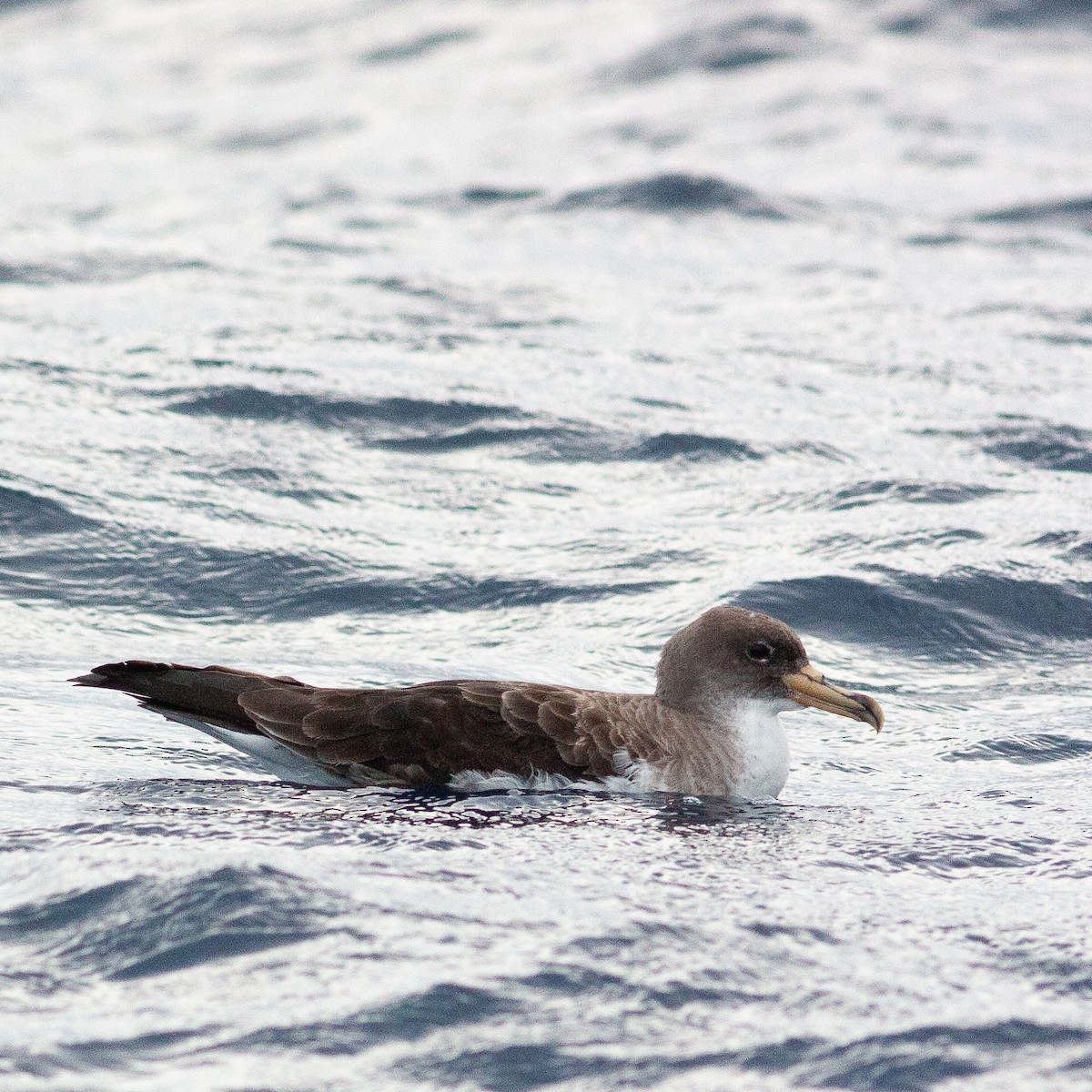 Cory's Shearwater - Werner Suter