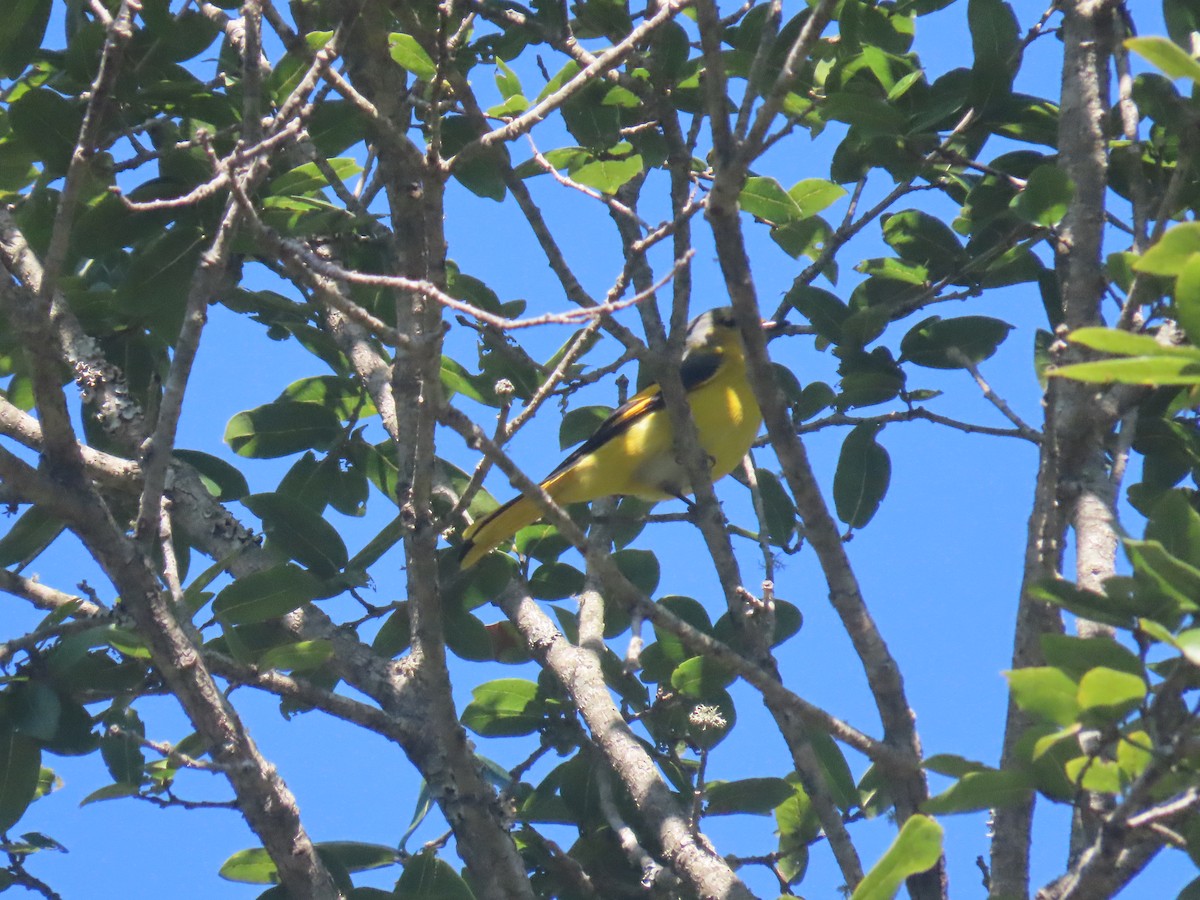 Minivet Colilargo - ML616630776