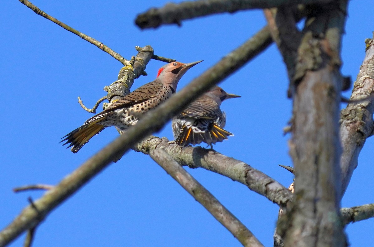 Northern Flicker - ML616630821