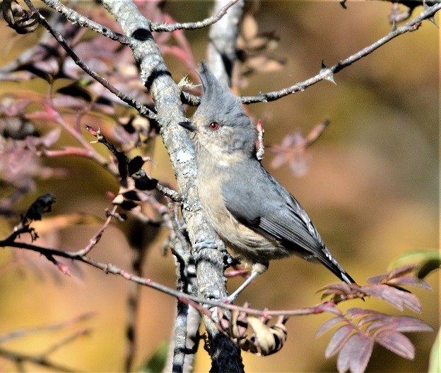 Gray-crested Tit - Prasad Ganpule