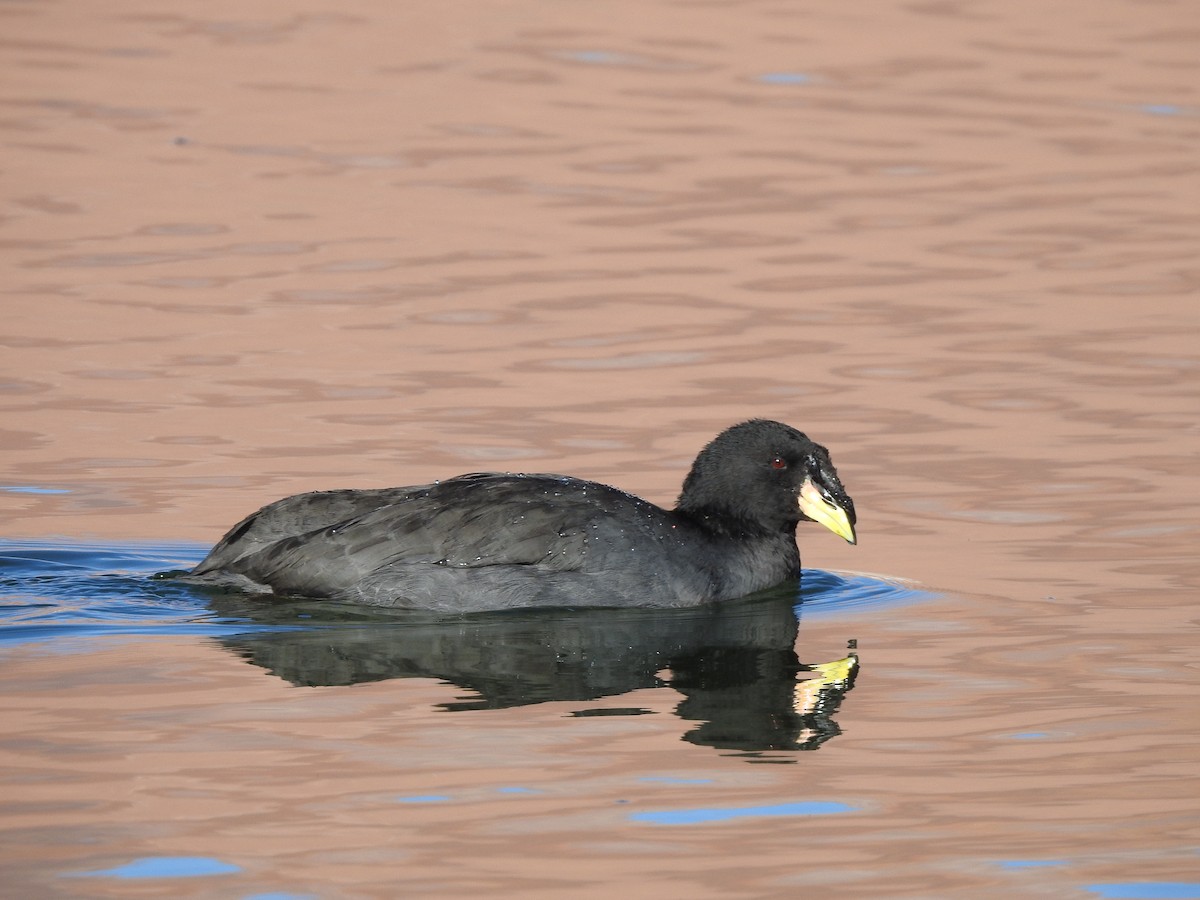 Horned Coot - Paloma Lazo