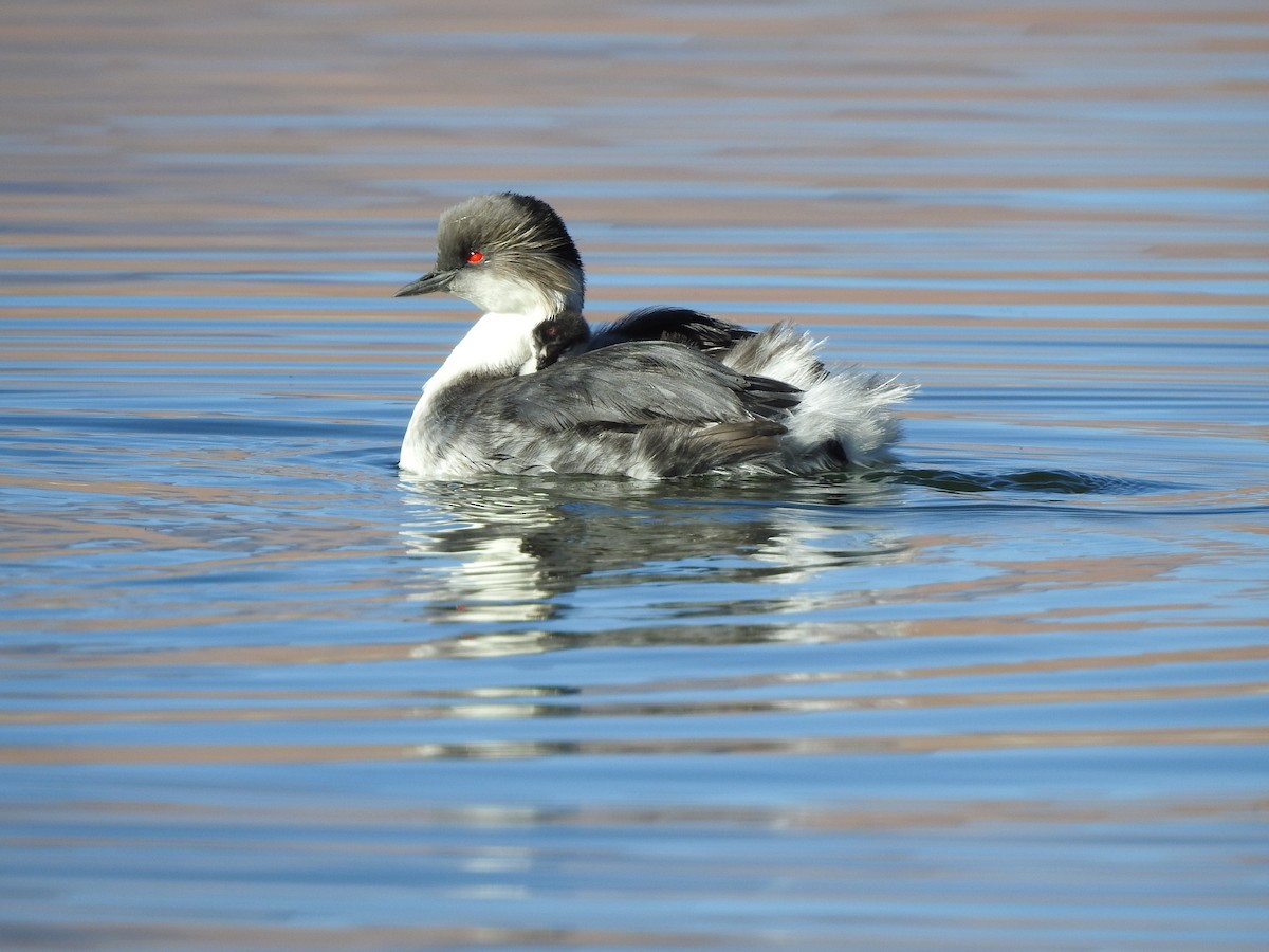 Silvery Grebe - ML616630901