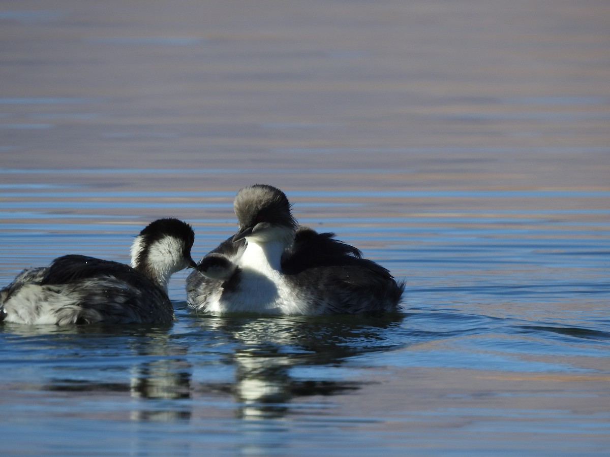 Silvery Grebe - ML616630902