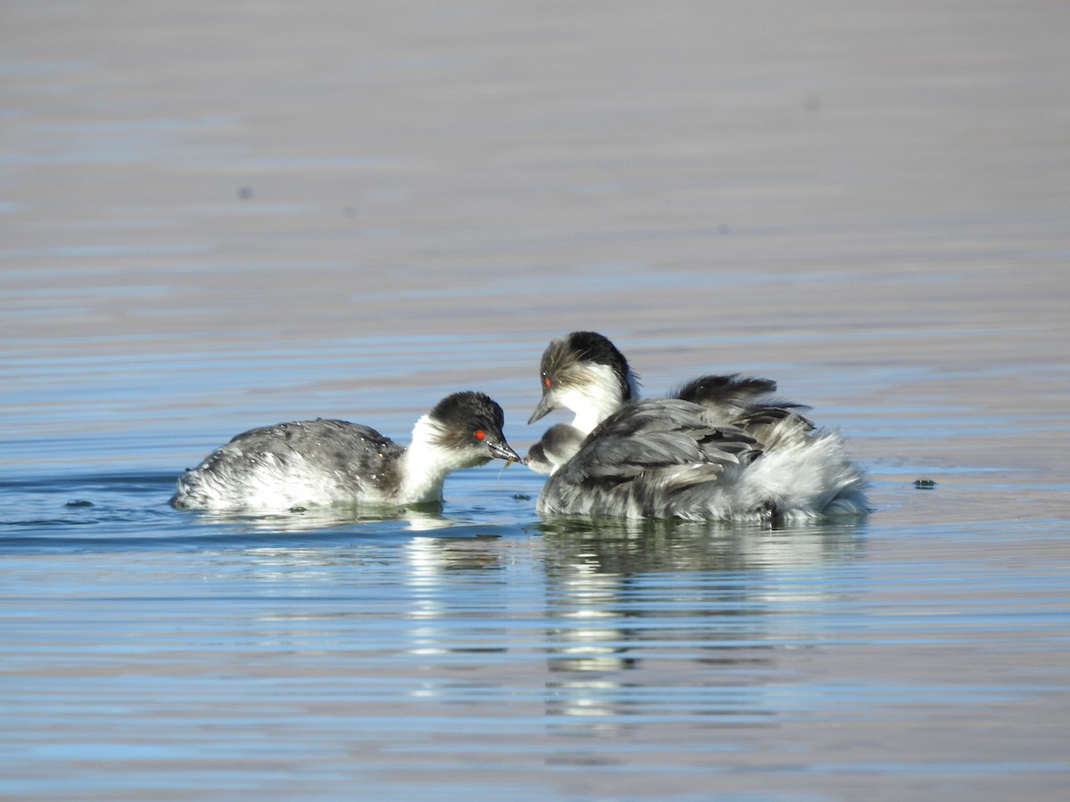 Silvery Grebe - ML616630920