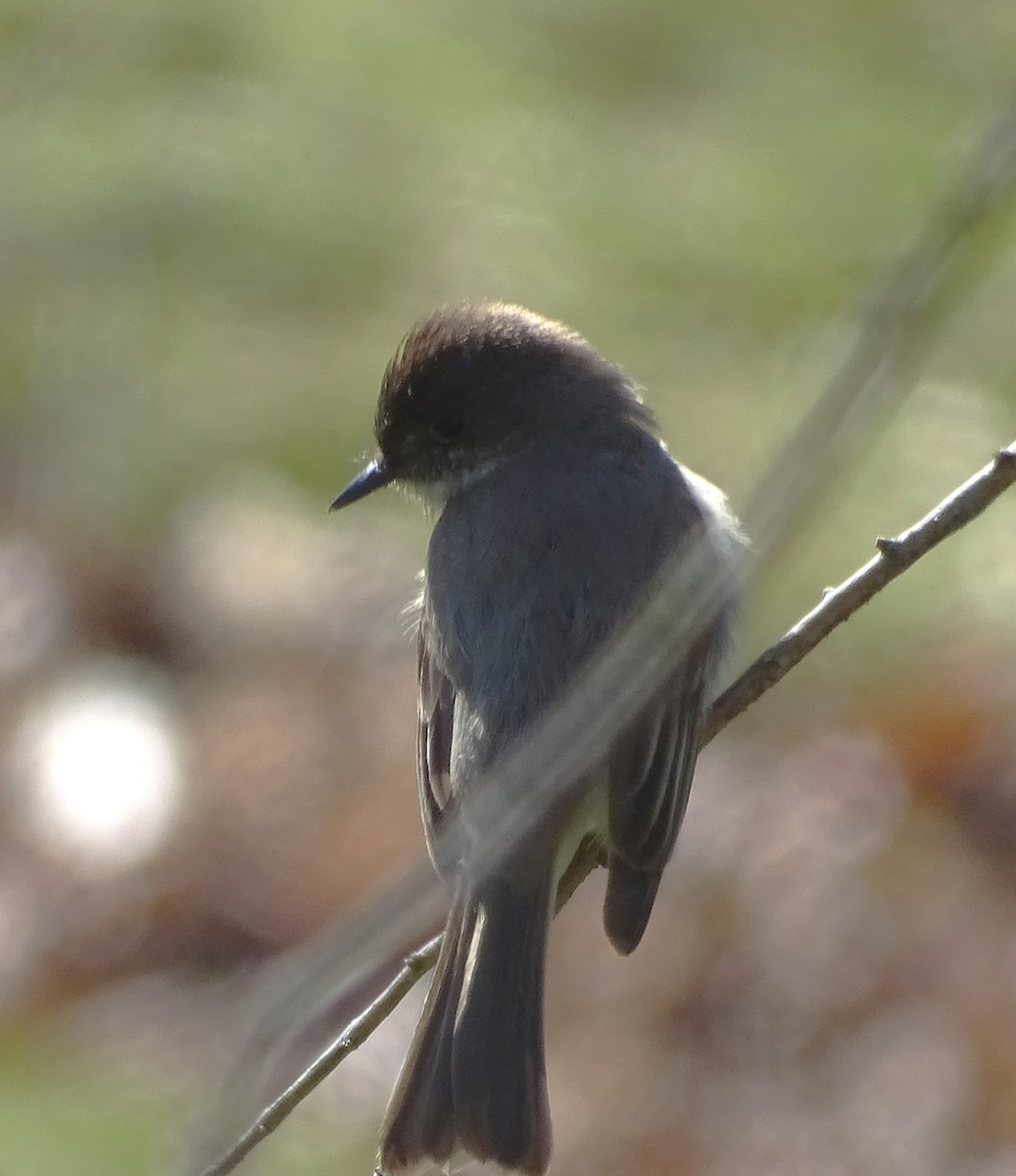 Eastern Phoebe - ML616630945