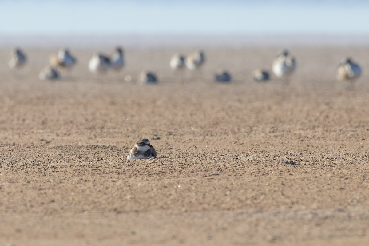 Semipalmated Plover - ML616630957