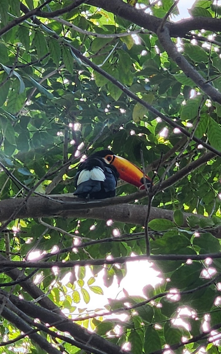 Toco Toucan - ML616630961