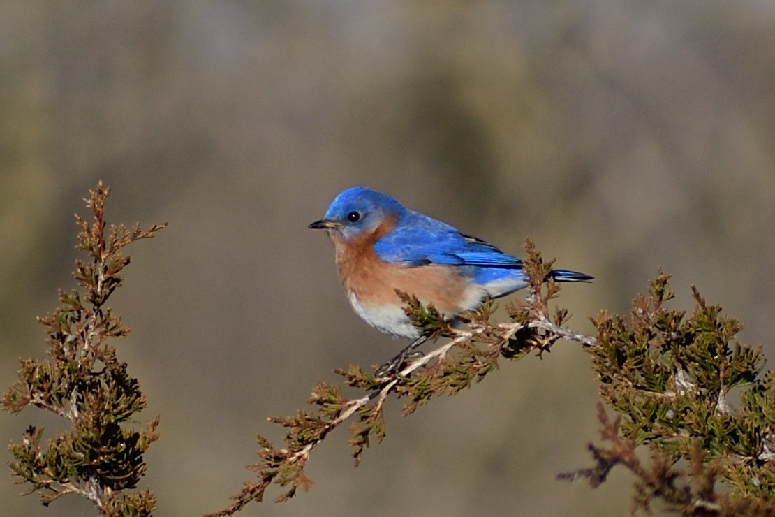 Eastern Bluebird - ML616630992