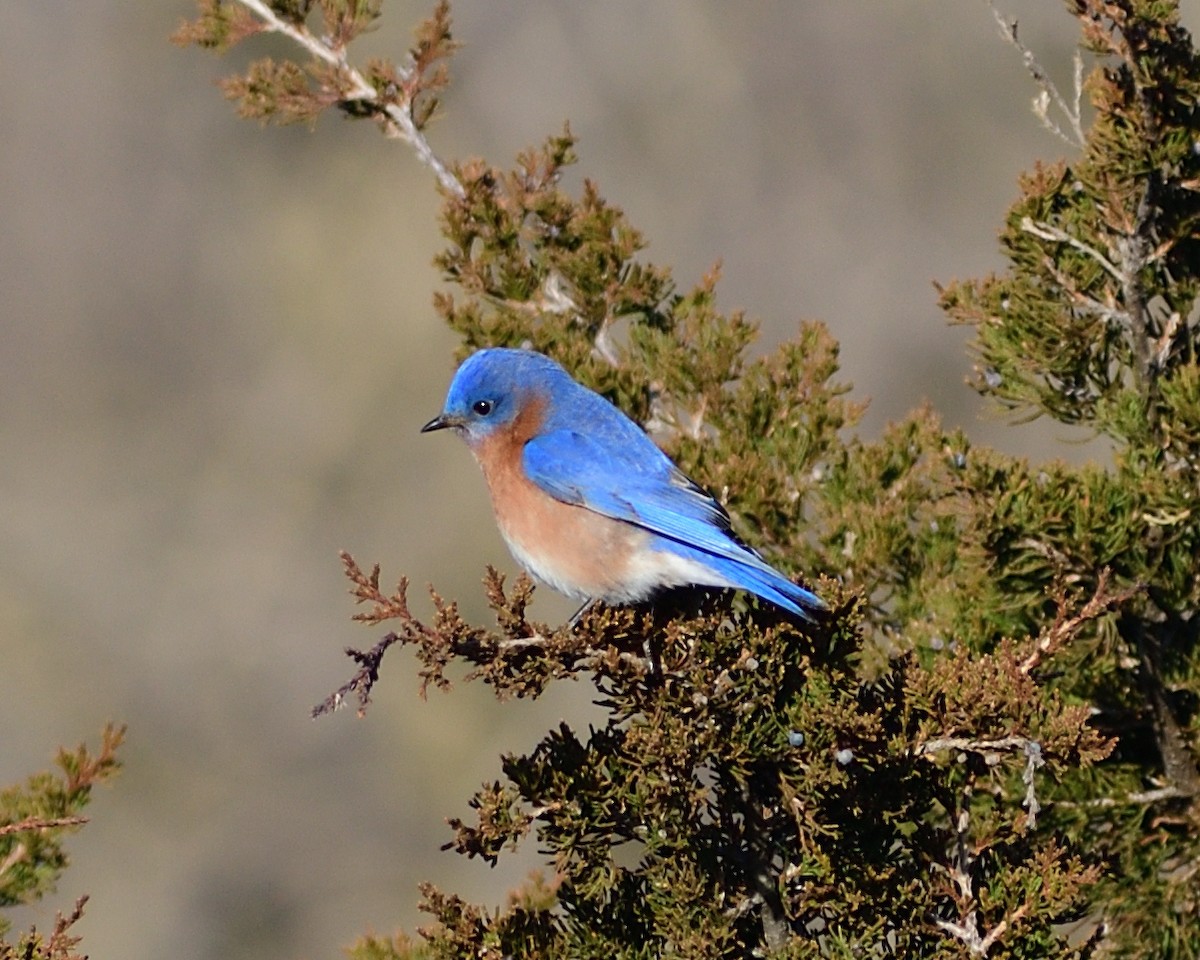 Eastern Bluebird - ML616630993