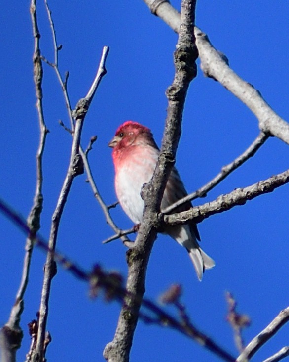 Purple Finch - ML616631011