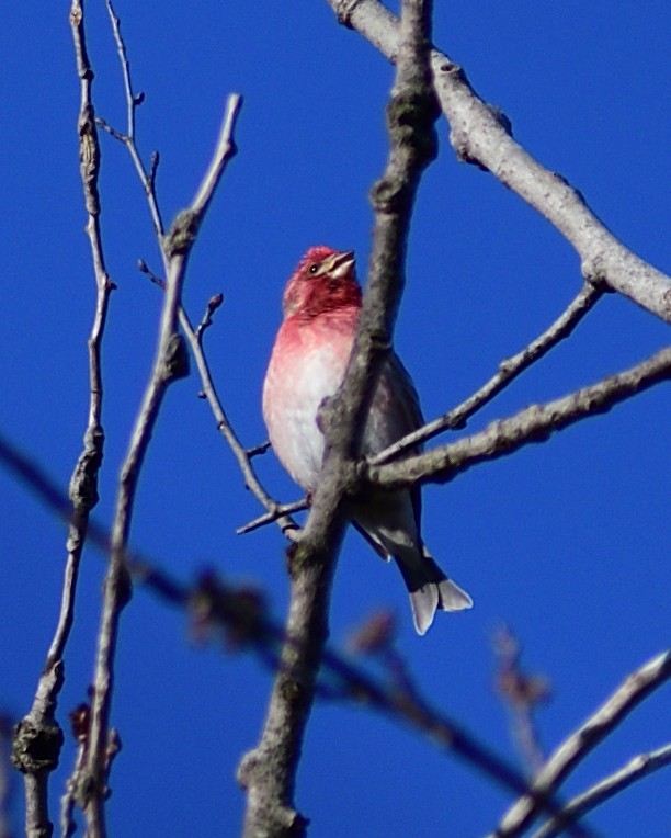 Purple Finch - ML616631012