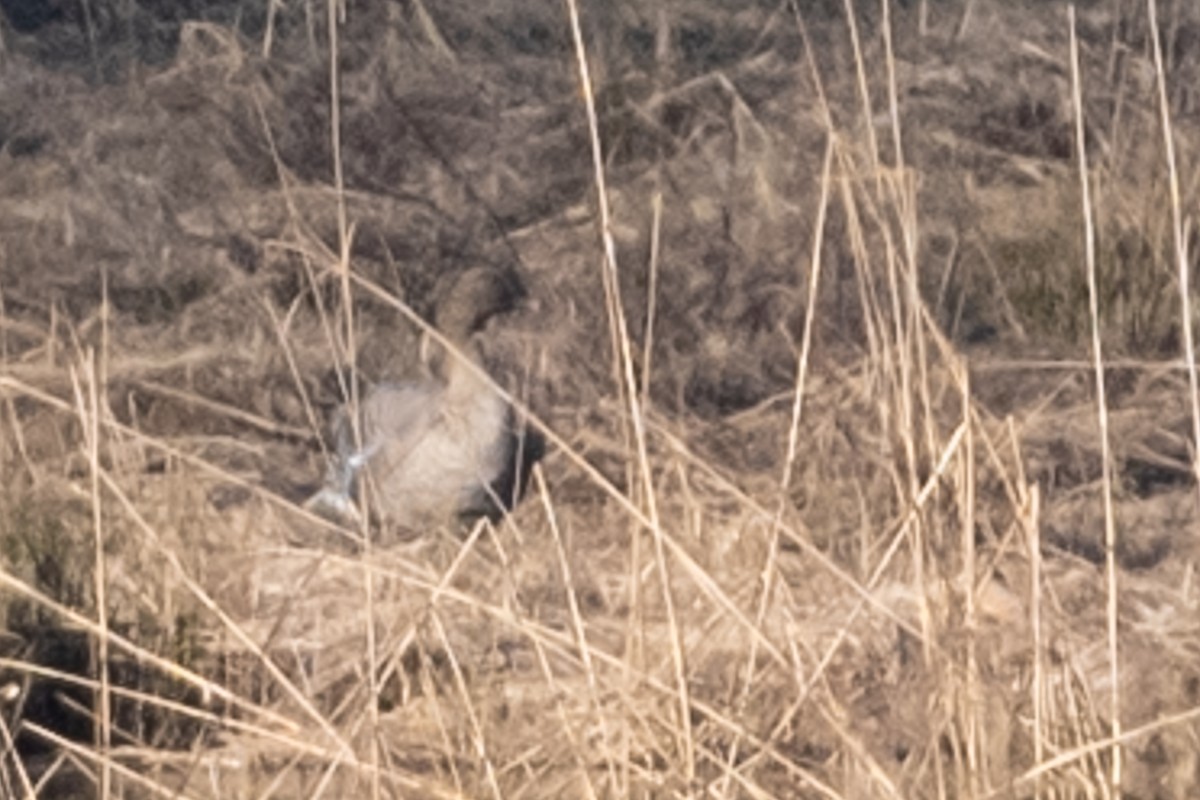 Pink-footed Goose - ML616631024