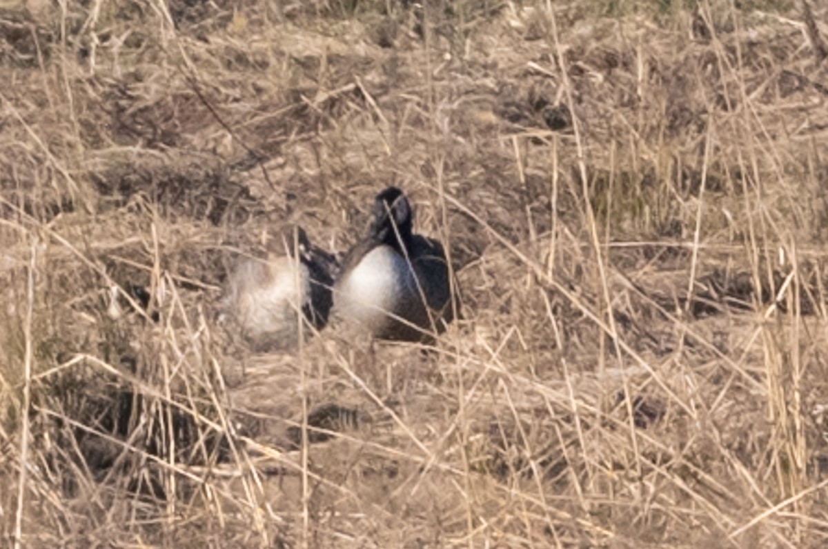 Pink-footed Goose - ML616631025