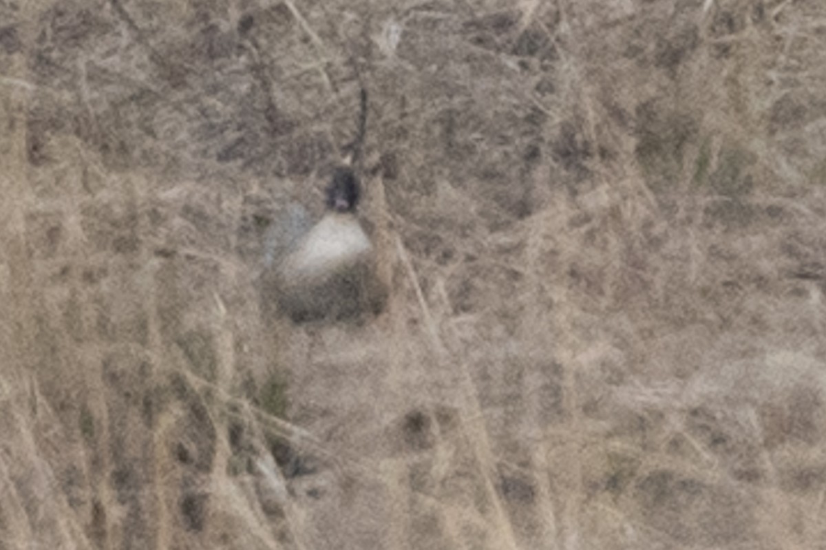 Pink-footed Goose - ML616631051