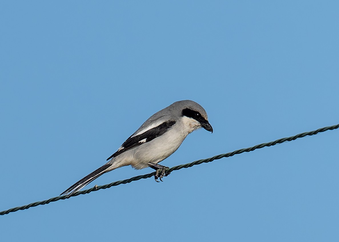 Loggerhead Shrike - ML616631056