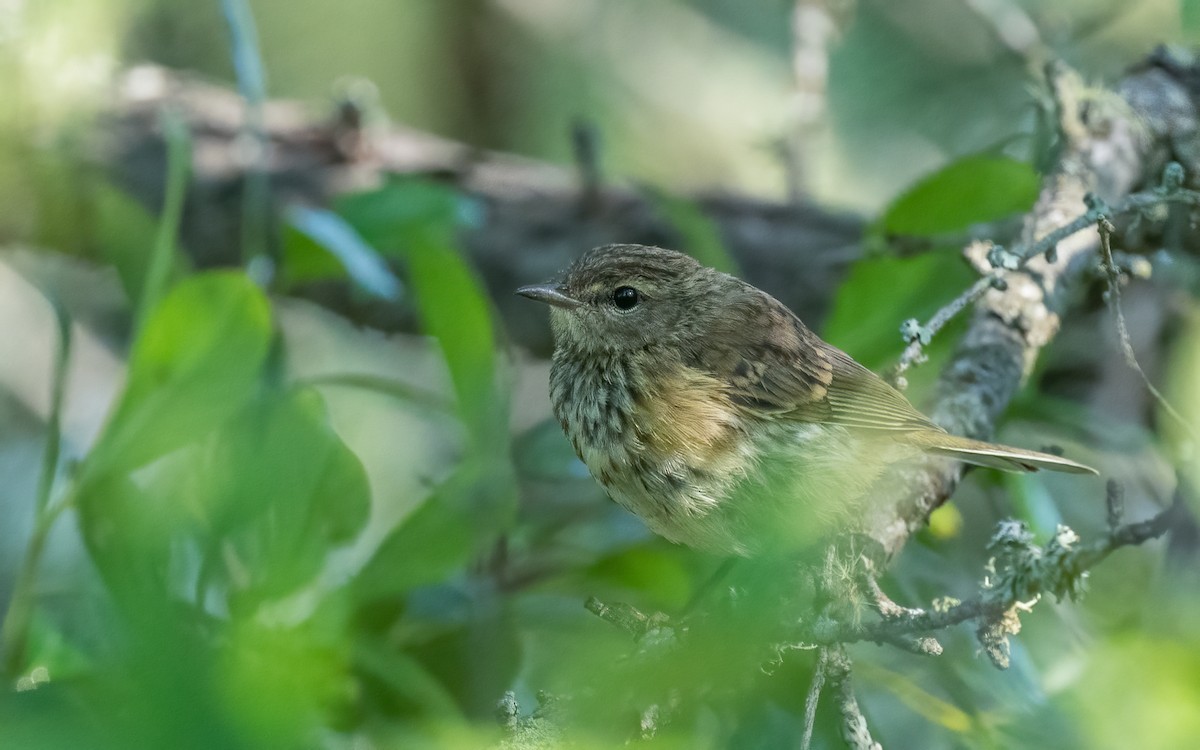 new world warbler sp. - ML616631068