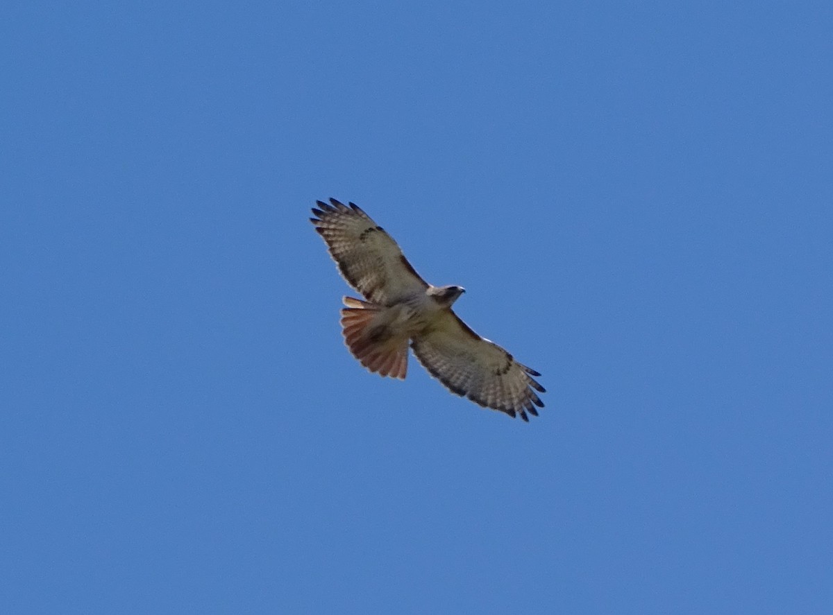 Red-tailed Hawk - ML616631100