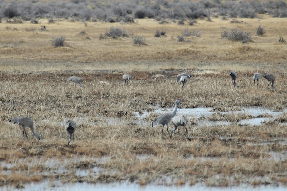 Sandhill Crane - ML616631103