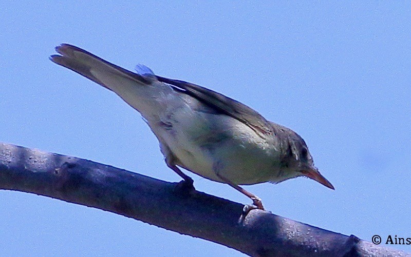 Sykes's Warbler - ML616631118