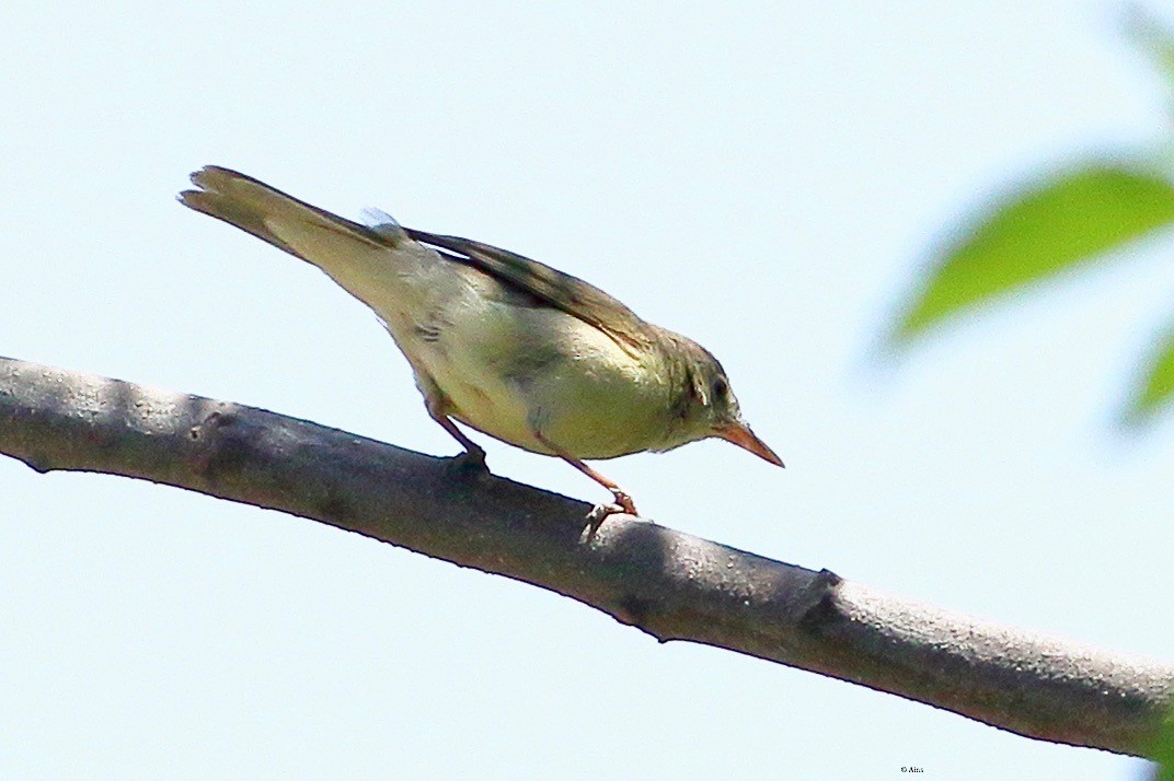 Sykes's Warbler - ML616631119