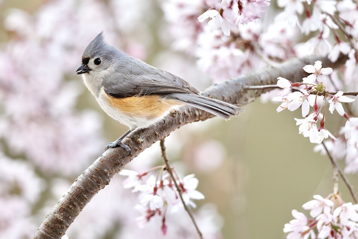 Tufted Titmouse - ML616631128