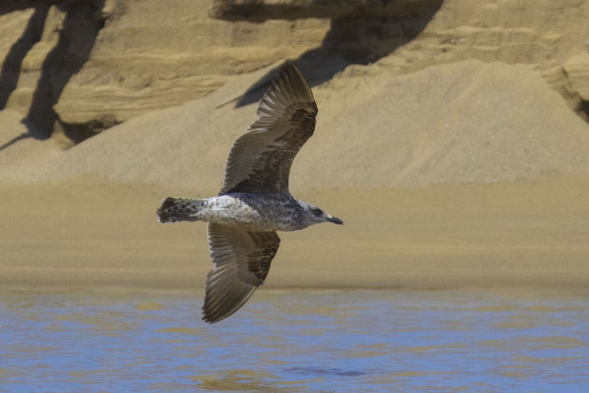 Gaviota Sombría - ML616631148