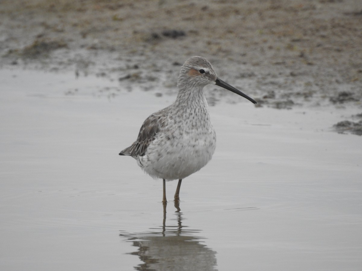 Stilt Sandpiper - Paloma Lazo