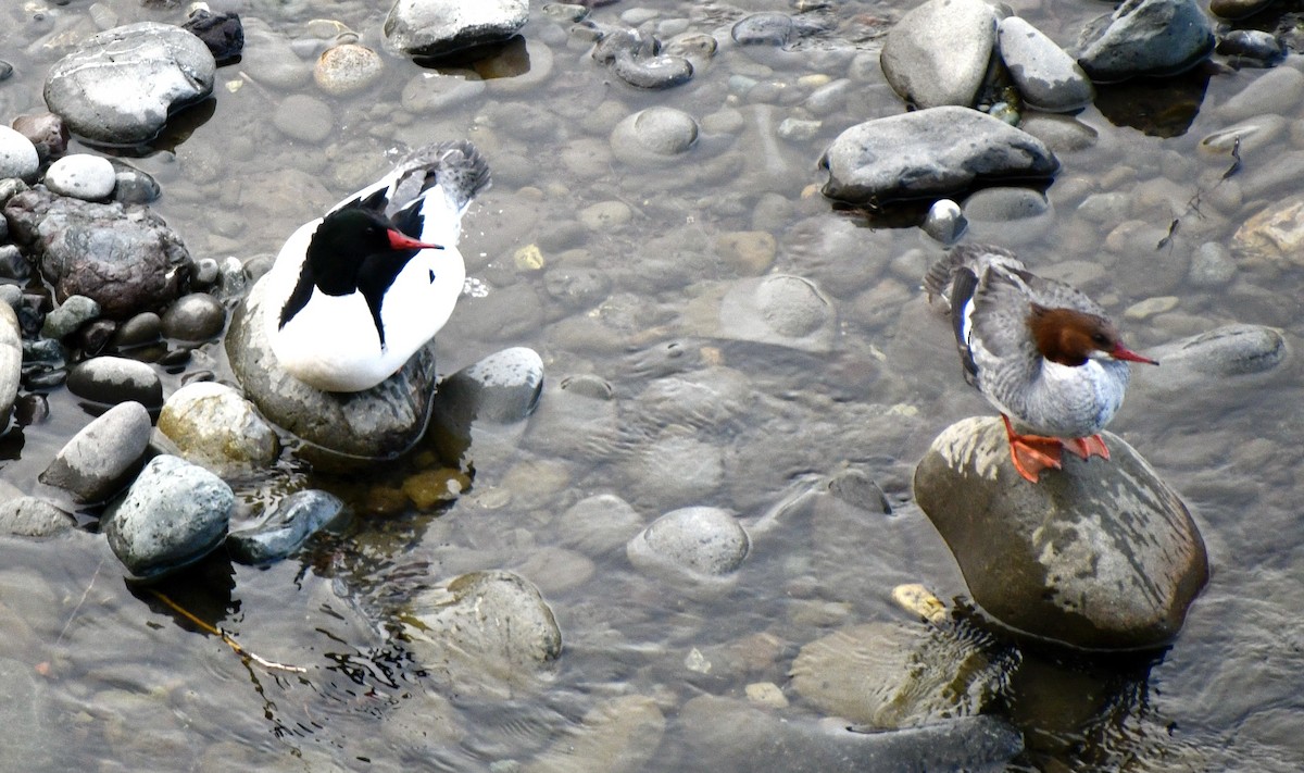 Common Merganser - ML616631168