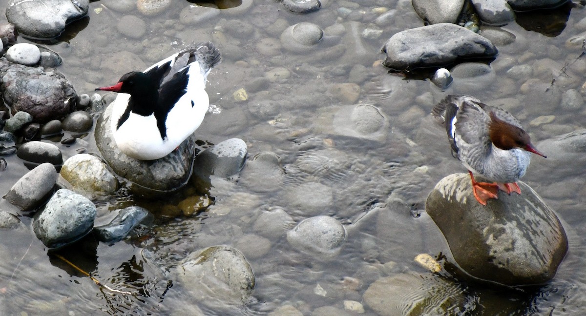 Common Merganser - ML616631169