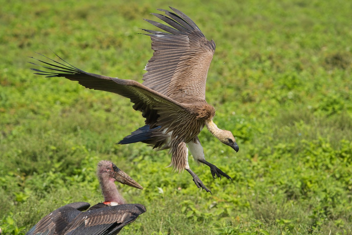 White-backed Vulture - ML616631192